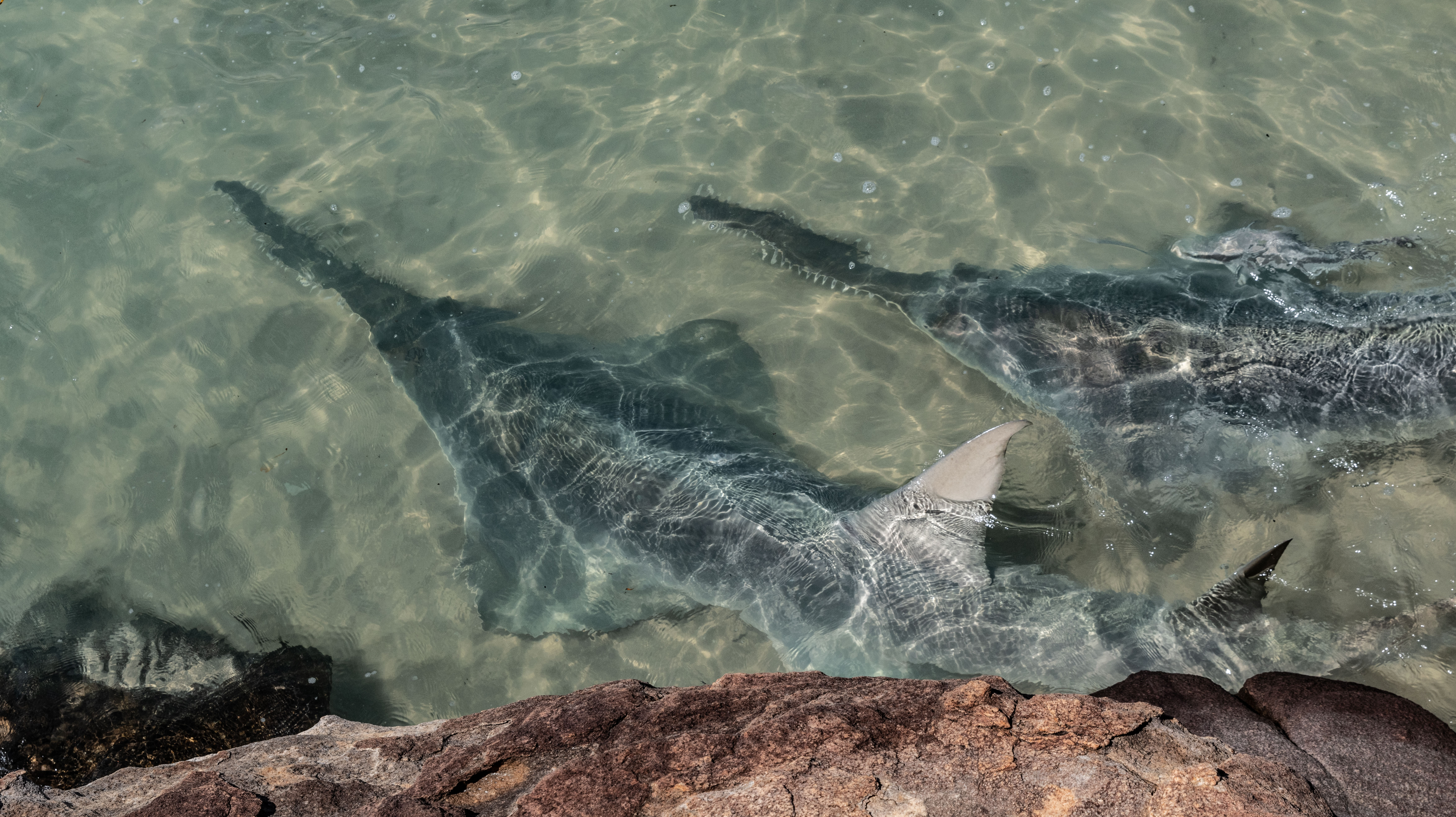 Sägefische