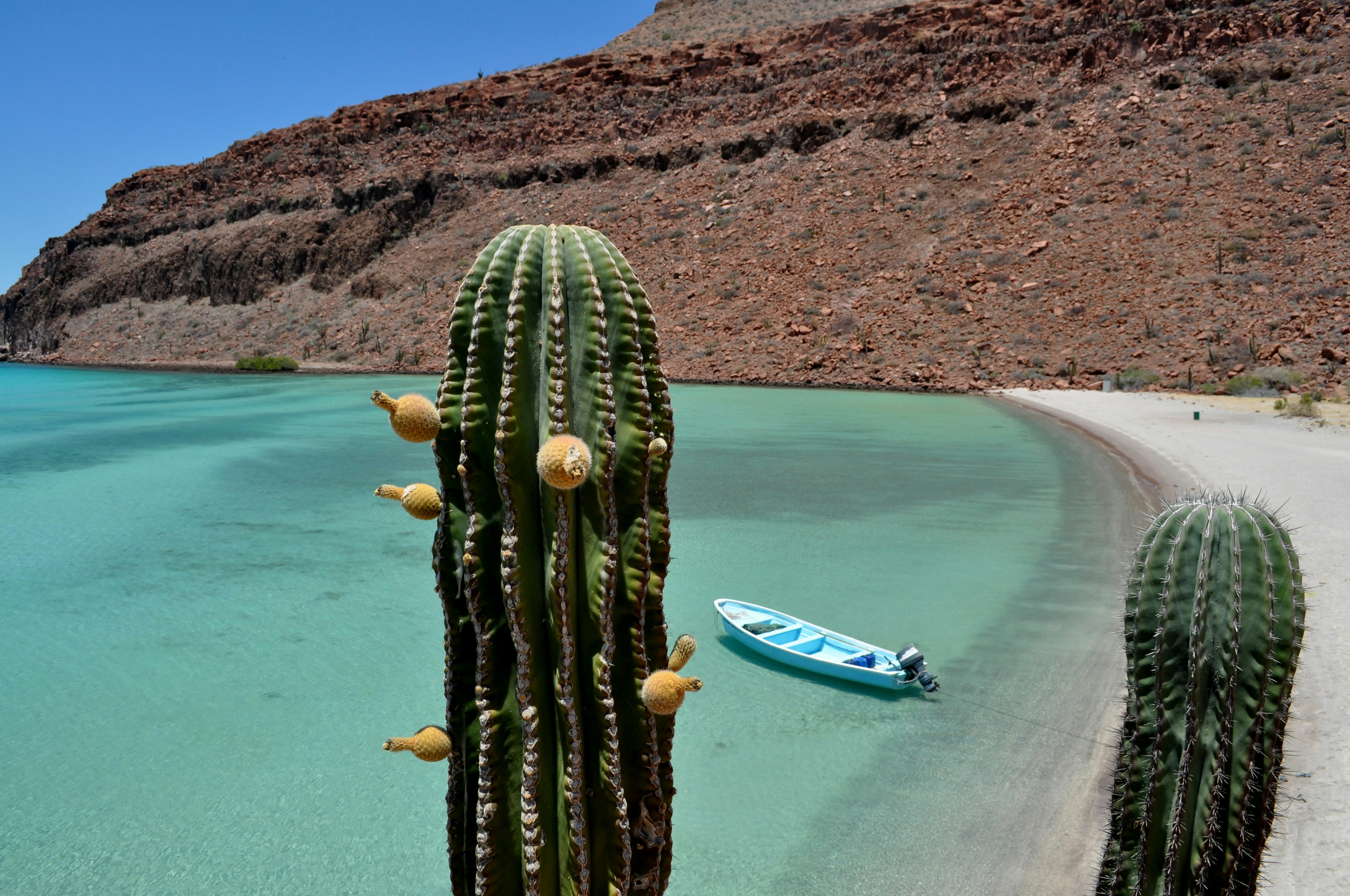 HDMexikoBaja CaliforniaStrand Kakteen constanza s mora Zmz rmQql1Y unsplash