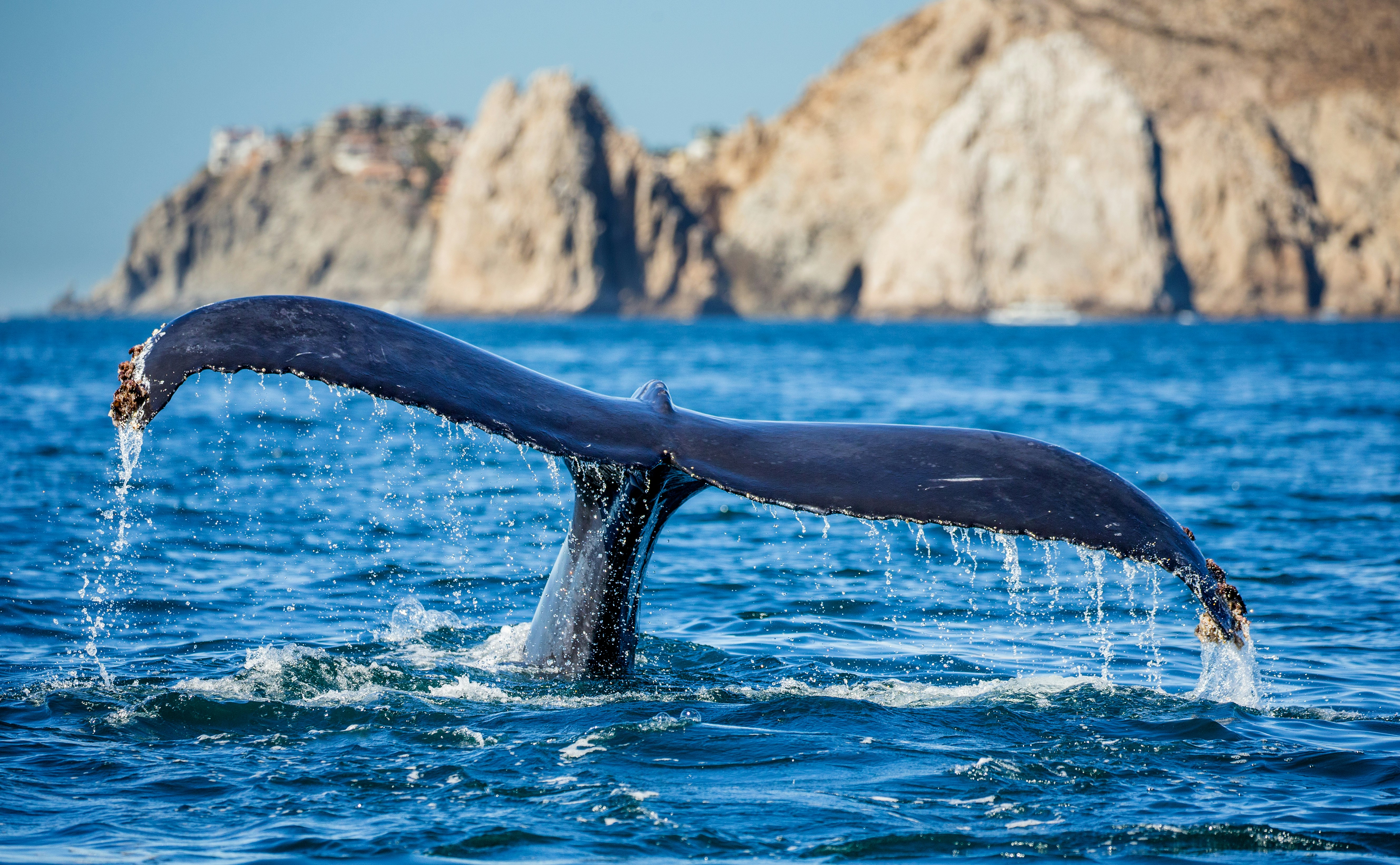 HDMexikoBaja CaliforniaWal getty images Sy6ur q3LBY unsplash